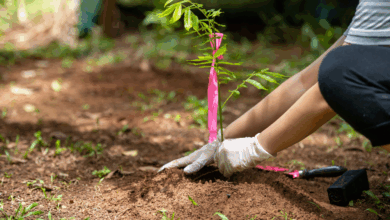 World Environment Day: What You Can Do (and Grow) to Make a Difference