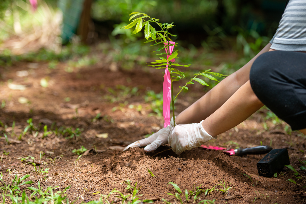 World Environment Day: What You Can Do (and Grow) to Make a Difference World Environment Day: What You Can Do (and Grow) to Make a Difference