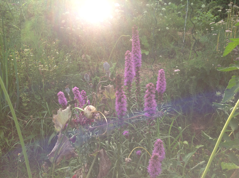 Why Gandhi was an A*hole and Why Permaculture has Failed