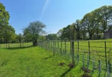 New Forest nature project helping species thrive 