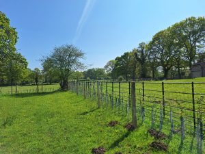 New Forest nature project helping species thrive New Forest nature project helping species thrive