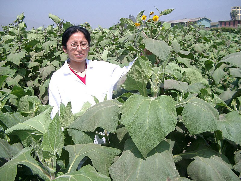 Experimenting With Tuber Crops in Devon
