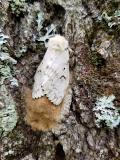 ‘Spongy Moth’ Adopted as New Common Name for Gypsy Moth (Lymantria dispar) ‘Spongy Moth’ Adopted as New Common Name for Gypsy Moth (Lymantria dispar)