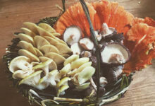 Join our 2016 CSA for fresh, weekly mushrooms