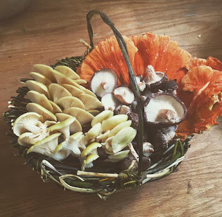 Join our 2016 CSA for fresh, weekly mushrooms Join our 2016 CSA for fresh, weekly mushrooms