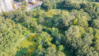 A Restoration Success Story — Forest Park Forever