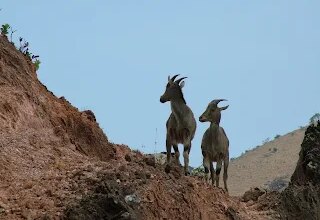 Nilgiri Tahr and Me. Me and all the Nilgiri Tahr of the world
