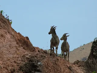 Nilgiri Tahr and Me. Me and all the Nilgiri Tahr of the world