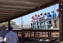 Dalby sale 27 August: Strong feeder and restocker support drives prices