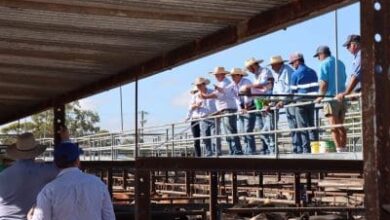 Dalby sale 27 August: Strong feeder and restocker support drives prices