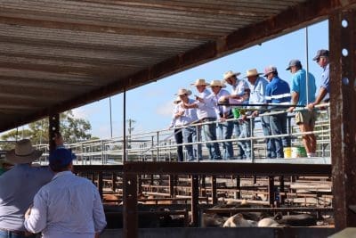 Dalby sale 27 August: Strong feeder and restocker support drives prices