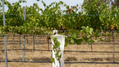 Blend of science with heritage grapevines to future-proof Australian wines
