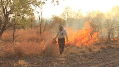 Two-year extension OK for savannah burning: study