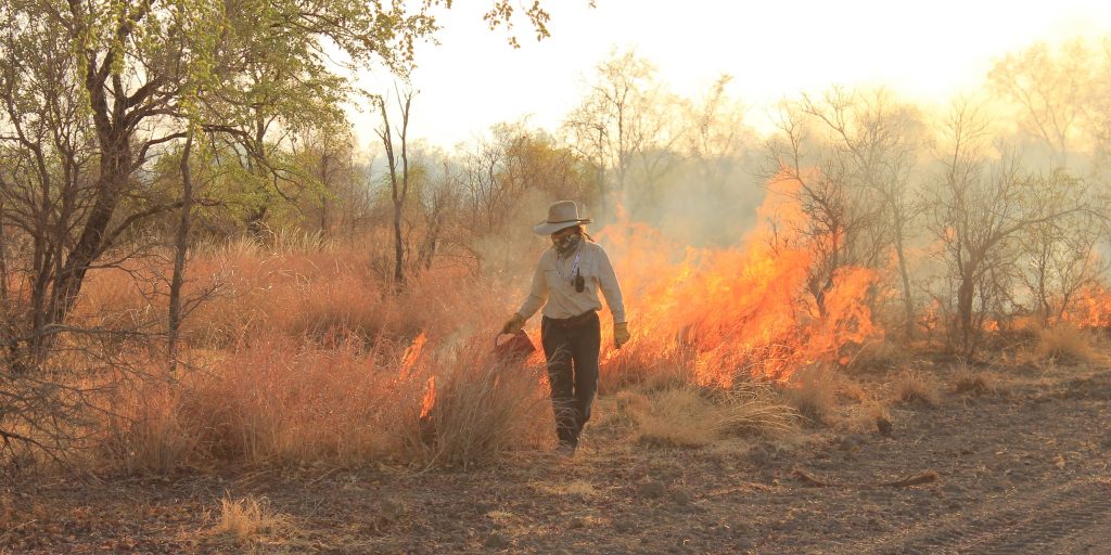 Two-year extension OK for savannah burning: study Two-year extension OK for savannah burning: study