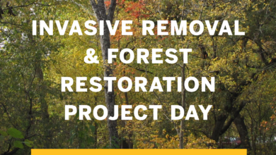 Removing Invasive Plant Species Helps Restore Kennedy Forest — Forest Park Forever