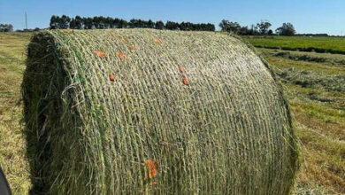 What The Carrot?!- A Silage Experiment from KM Farms — Dirty Clean Food