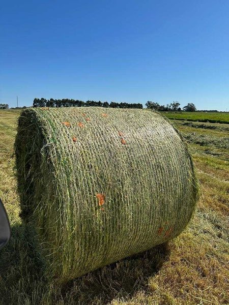 What The Carrot?!- A Silage Experiment from KM Farms — Dirty Clean Food
