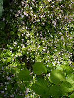 Forest Garden Plants: Plants Available 2018