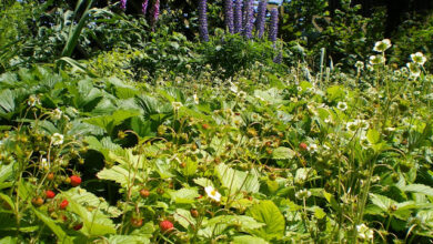 Forest Garden Plants: Clare’s Forest Garden