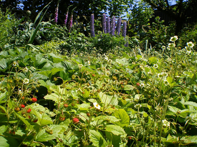Forest Garden Plants: Clare’s Forest Garden