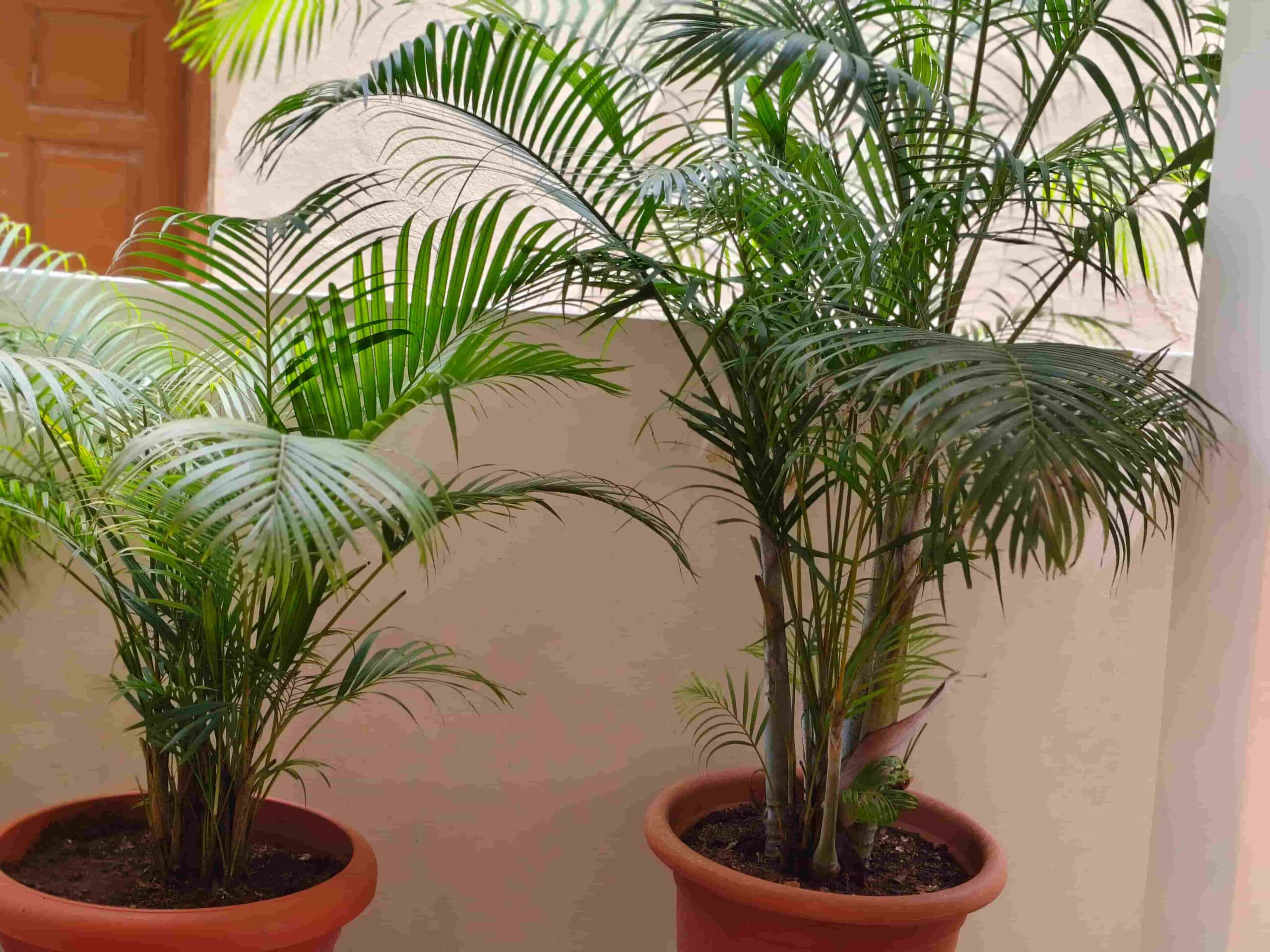 How to Make Homemade Fertilizer for Areca Palm: 15 DIY Natural and Organic Recipes How to Make Homemade Fertilizer for Areca Palm: 15 DIY Natural and Organic Recipes