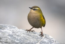 Your Quick Guide to the proposed National Policy Statement on Indigenous Biodiversity – Forest & Bird