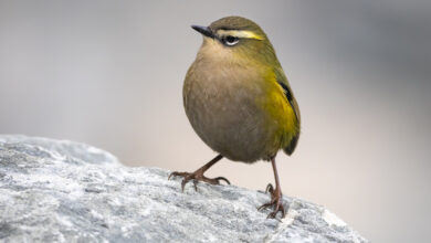 Your Quick Guide to the proposed National Policy Statement on Indigenous Biodiversity – Forest & Bird
