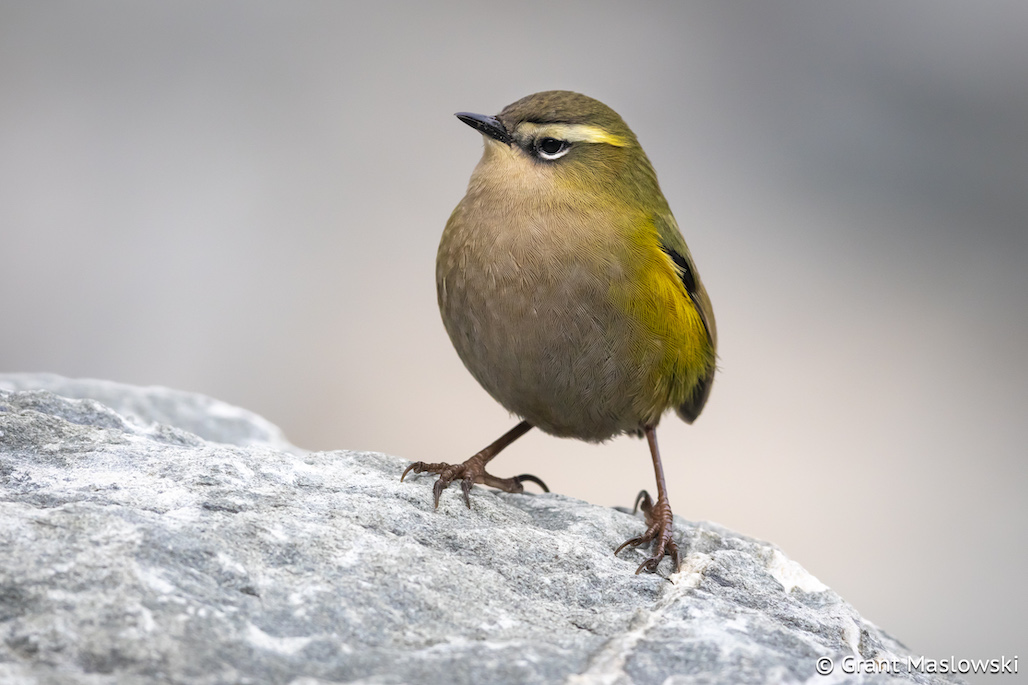 Your Quick Guide to the proposed National Policy Statement on Indigenous Biodiversity – Forest & Bird Your Quick Guide to the proposed National Policy Statement on Indigenous Biodiversity – Forest & Bird