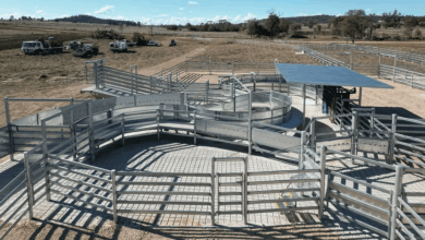 From Sketch to Stockyard: Designing Low-Stress Cattle Yards