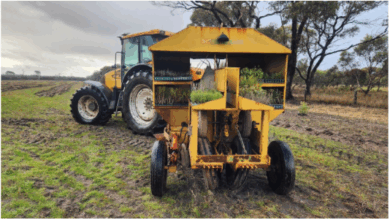 A month of Tree Planting — Dirty Clean Food