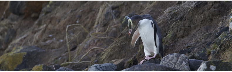 Nature has the chance of a lifetime – Forest & Bird Nature has the chance of a lifetime – Forest & Bird