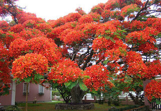 MOST AMAZING TREES IN THE WORLD – PART 2