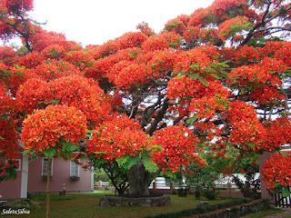 MOST AMAZING TREES IN THE WORLD – PART 2