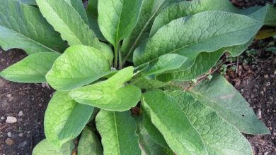 How to Make Comfrey Leaf Fertilizer: 15 DIY Organic and Natural Homemade Recipes