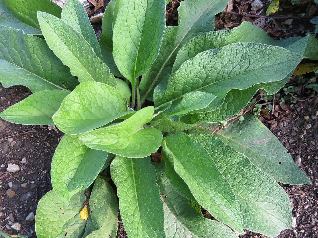 How to Make Comfrey Leaf Fertilizer: 15 DIY Organic and Natural Homemade Recipes How to Make Comfrey Leaf Fertilizer: 15 DIY Organic and Natural Homemade Recipes