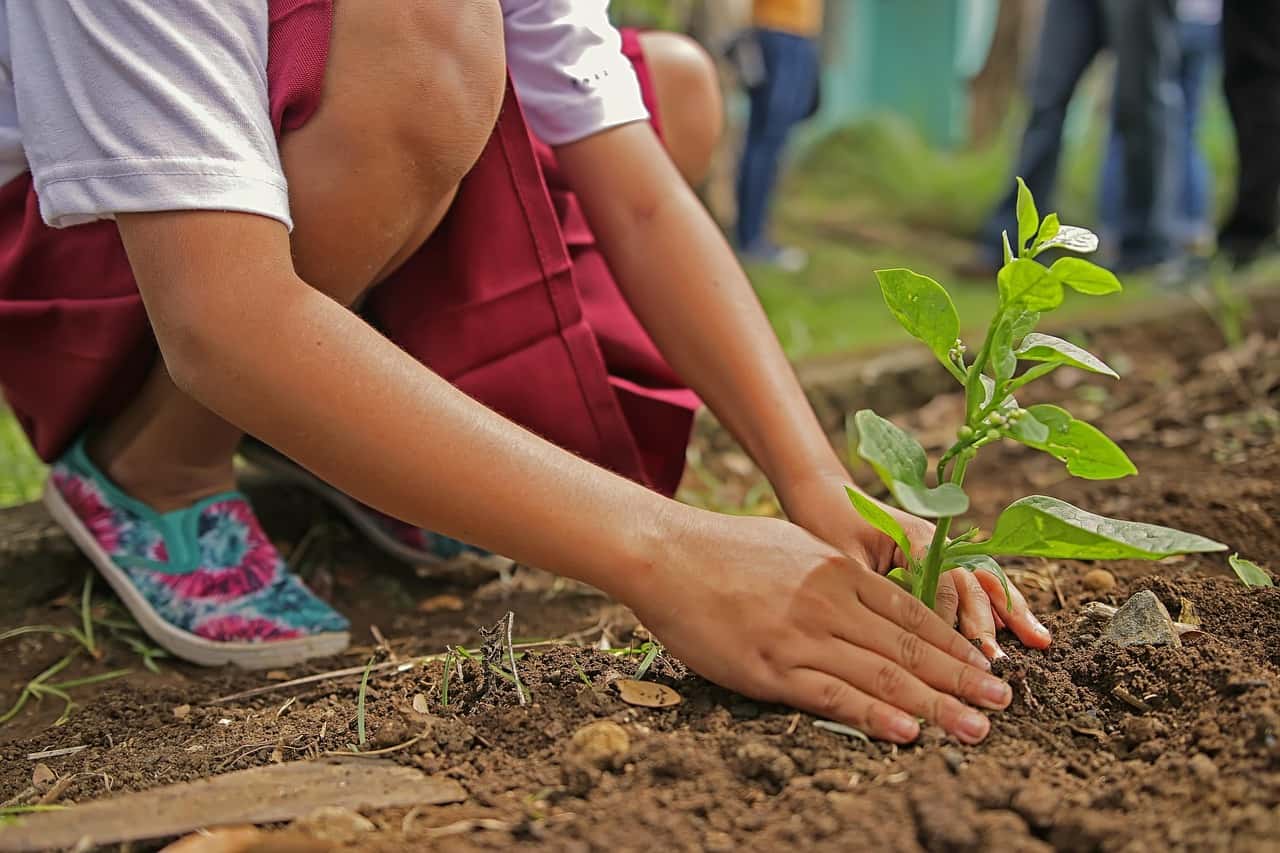How to Fix Transplant Shock in Plants: 15 Natural DIY Reviving Techniques How to Fix Transplant Shock in Plants: 15 Natural DIY Reviving Techniques