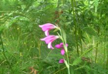 June wildlife highlights – New Forest National Park Authority