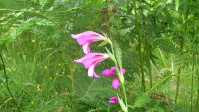 June wildlife highlights – New Forest National Park Authority