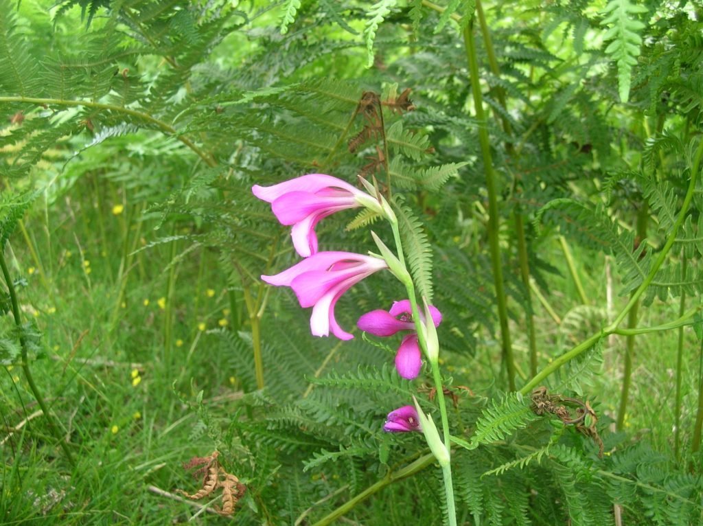 June wildlife highlights – New Forest National Park Authority June wildlife highlights – New Forest National Park Authority