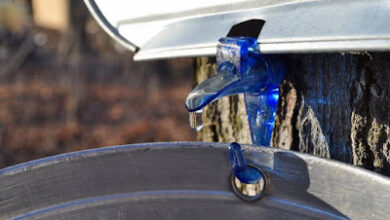 Maple Sap Americano’s at Gimme Coffee this Week!