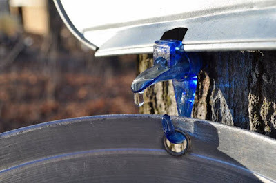 Maple Sap Americano’s at Gimme Coffee this Week! Maple Sap Americano’s at Gimme Coffee this Week!