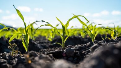 Why Do Farmers Rotate Crops?