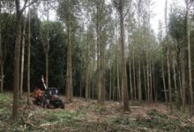 Almost finished, glad it’s Friday though 🍻 

#forestry #valtra…